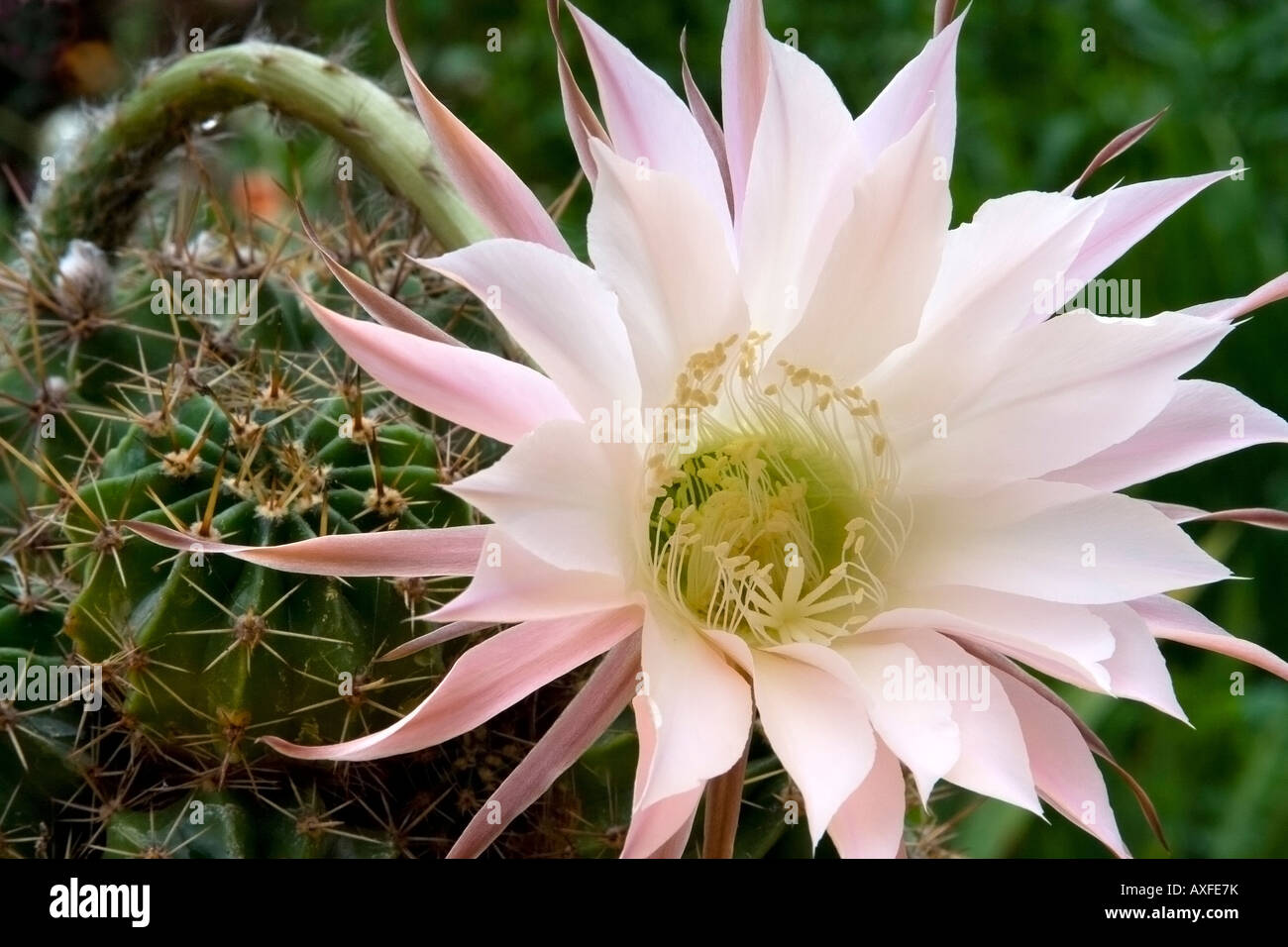 purchase san pedro cactus San Pedro Cactus for Sale | Trichocereus Pachanoi main image 0