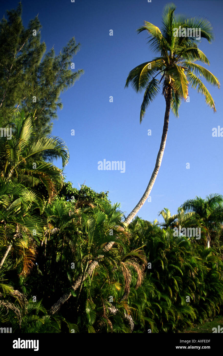 Tall Tropical Palm Tree Stock Photo Alamy