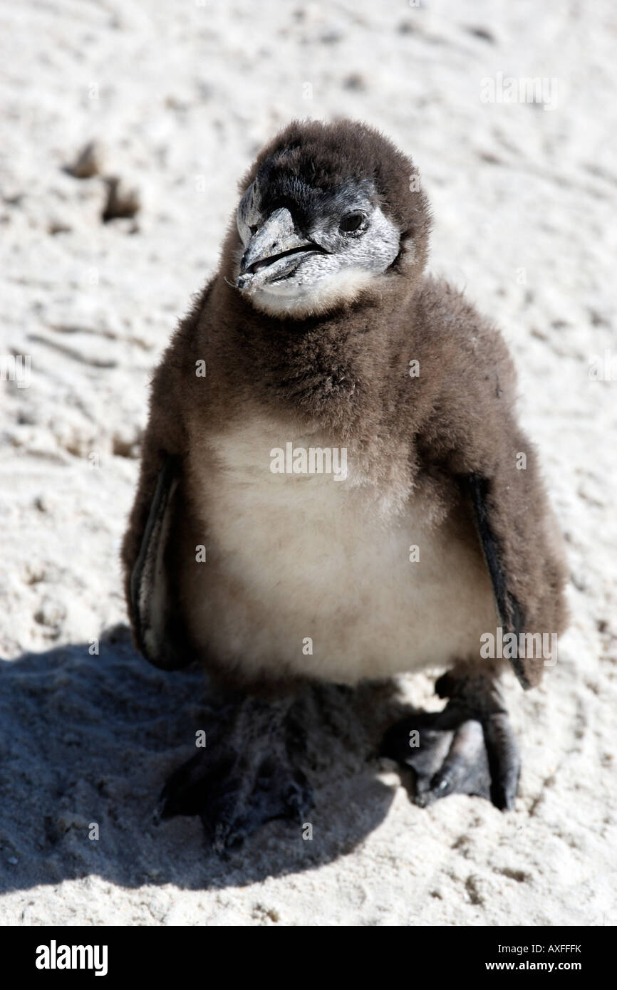 young african penguin spheniscus demersus near boulders beach on the false bay cape town western cape province south africa Stock Photo