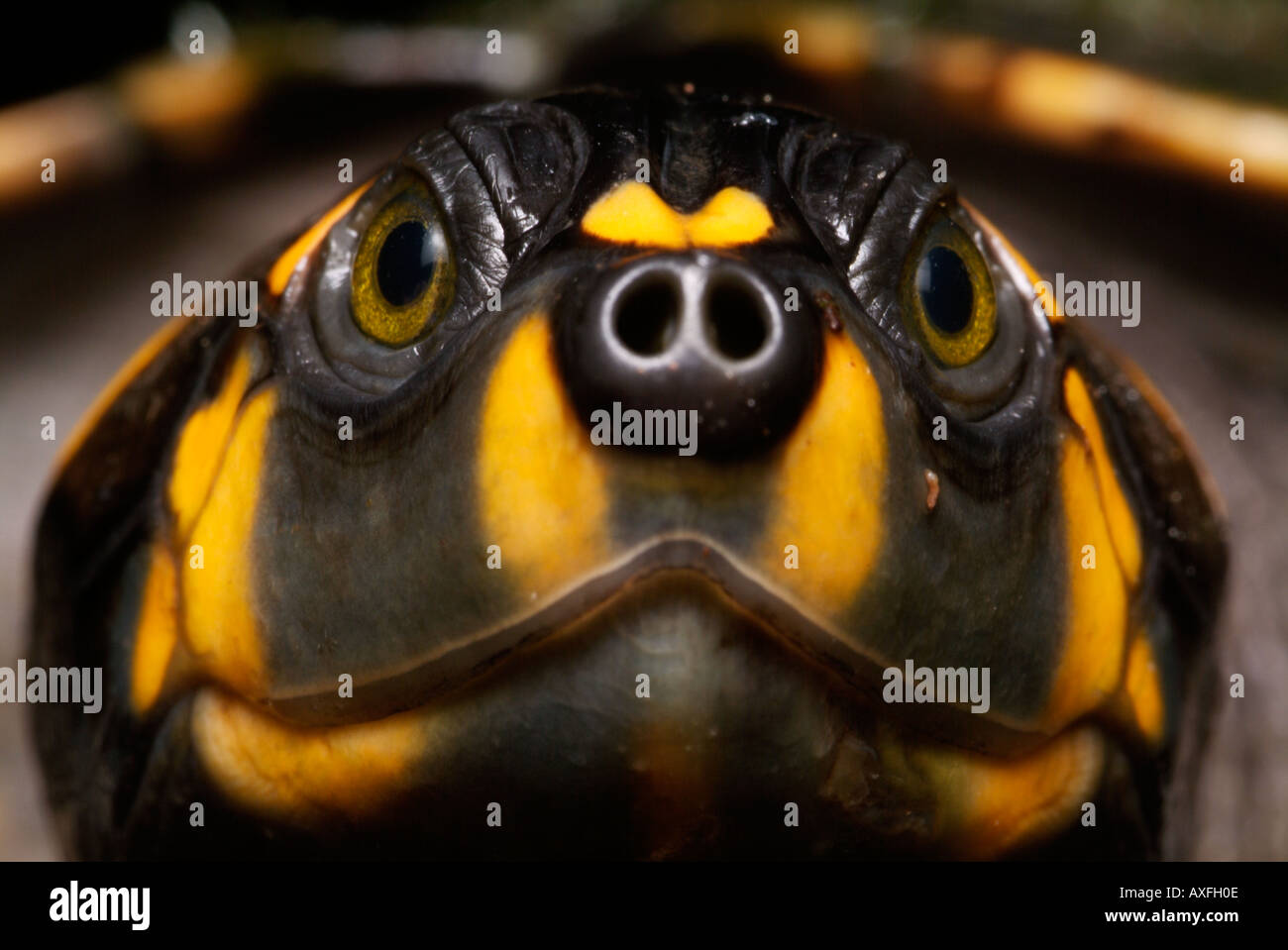 Yellowspotted river turtle Stock Photo 5494029 Alamy