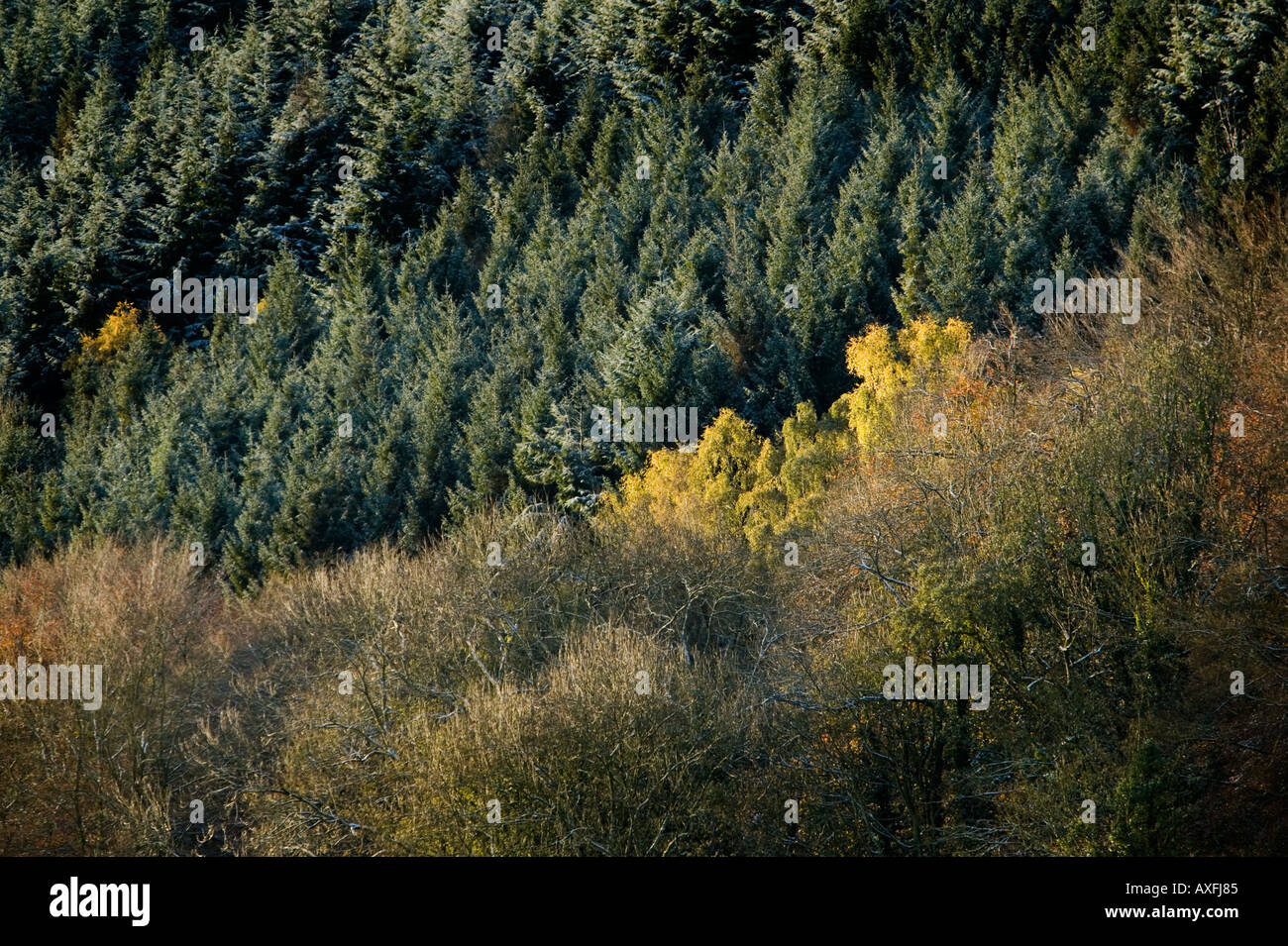 Forest in autumn Blorenge Llanfoist Wales UK Stock Photo
