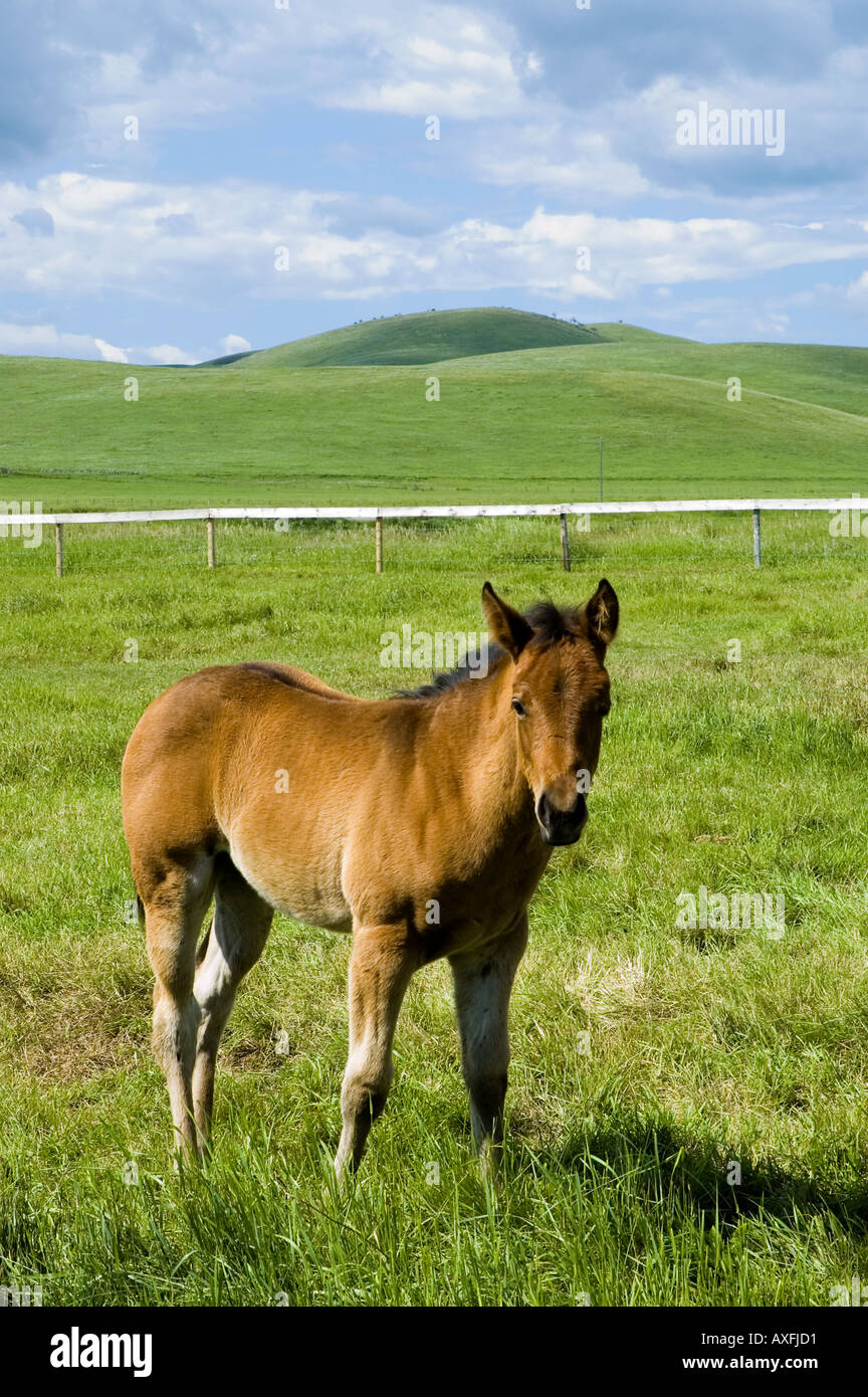 A horse grazes at the Bar U Ranch National Historical Site in Southern Alberta Canada Stock Photo