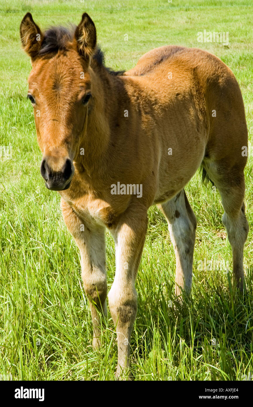 A horse grazes at the Bar U Ranch National Historical Site in Southern Alberta Canada Stock Photo