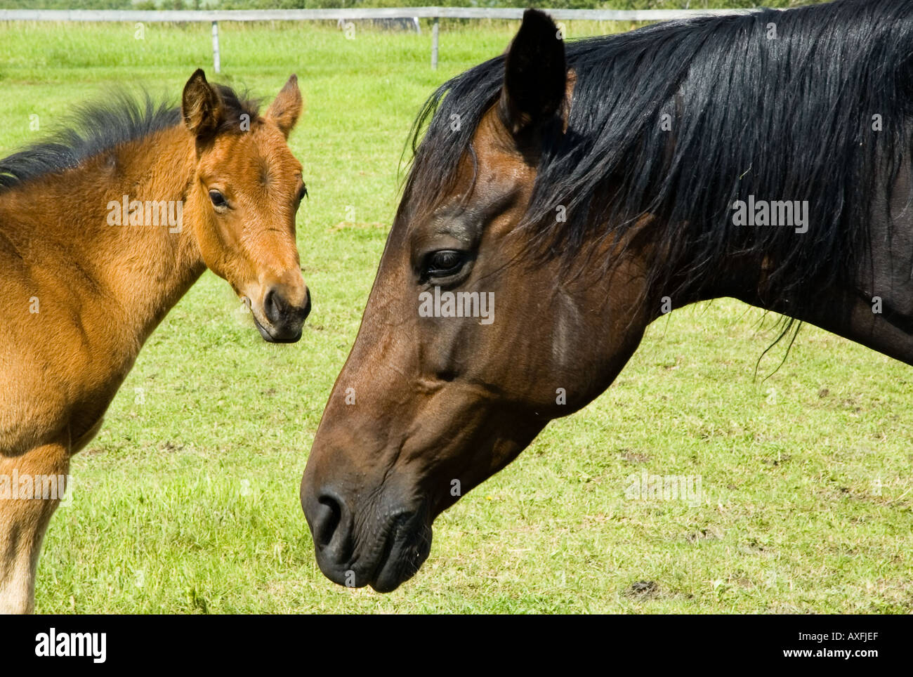 Horses graze at the Bar U Ranch National Historical Site in Southern Alberta Canada Stock Photo