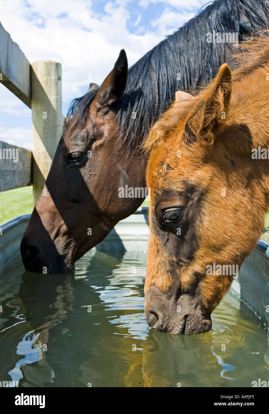 Horses drink at the Bar U Ranch National Historical Site in Southern Alberta Canada Stock Photo