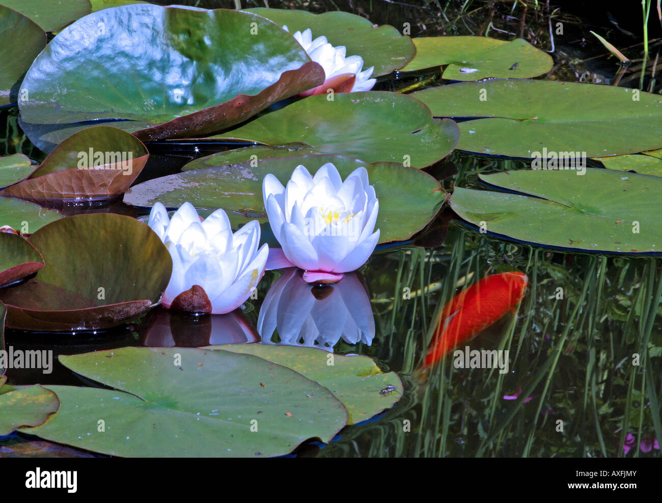 water-lilies&large gold fishin pond, hot summer afternoon Stock Photo