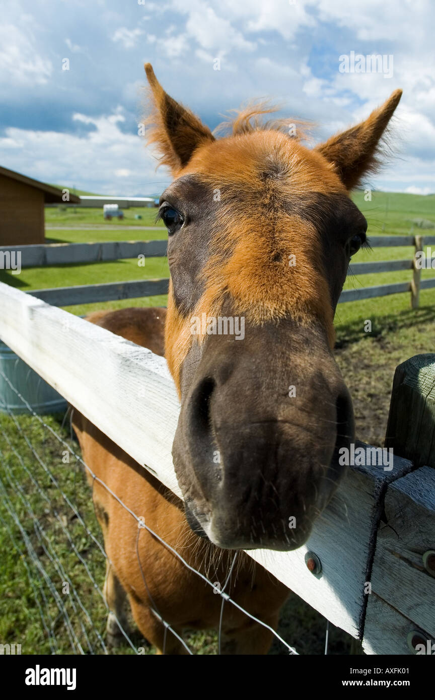 A horse peers over a fence at the Bar U Ranch National Historical Site in Southern Alberta Canada Stock Photo