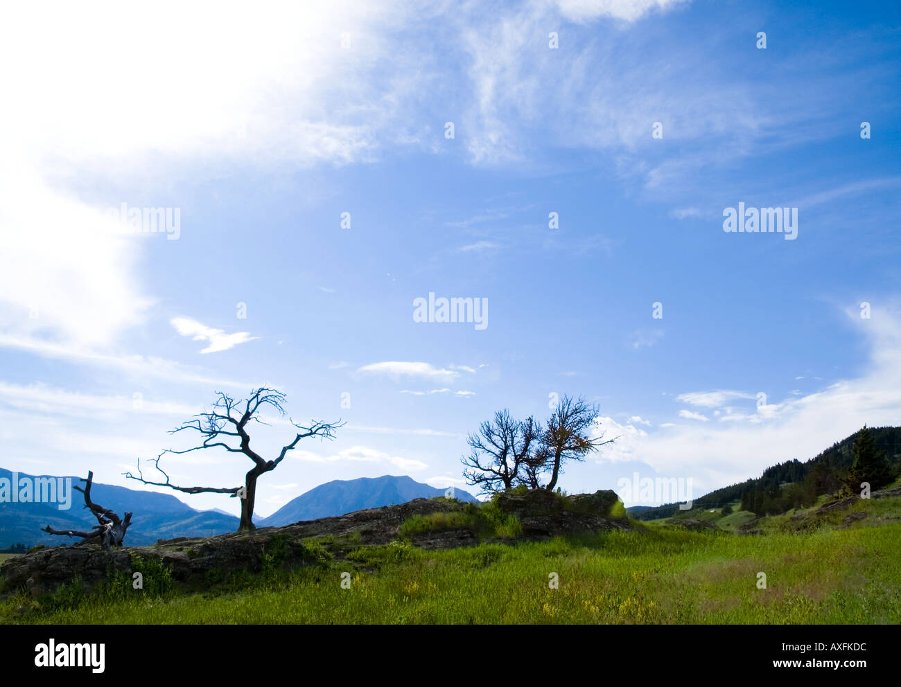 The famous centuries old Burmis Tree in Southern Alberta is one of the