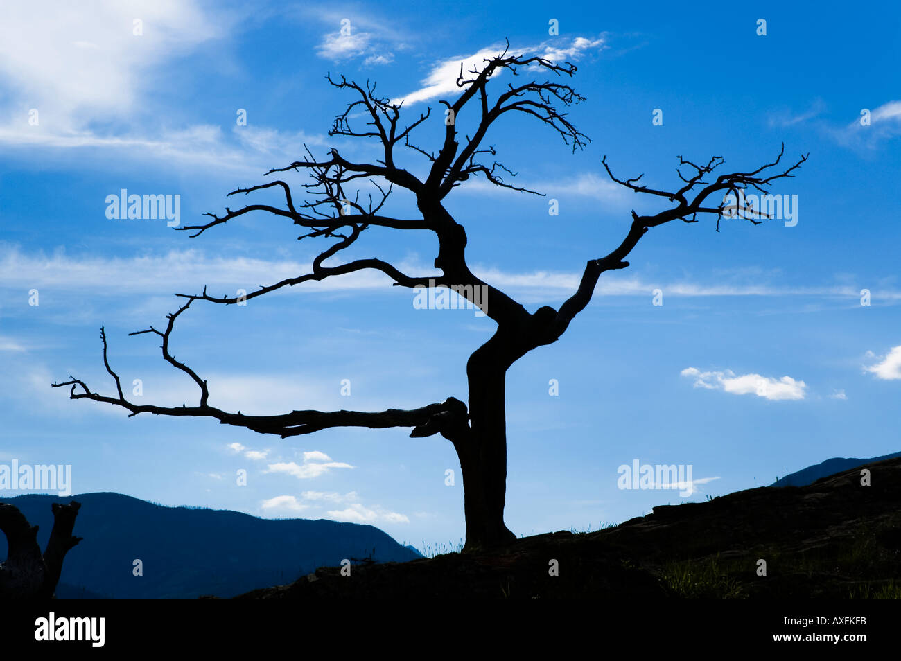 The famous centuries old Burmis Tree in Southern Alberta is one of the