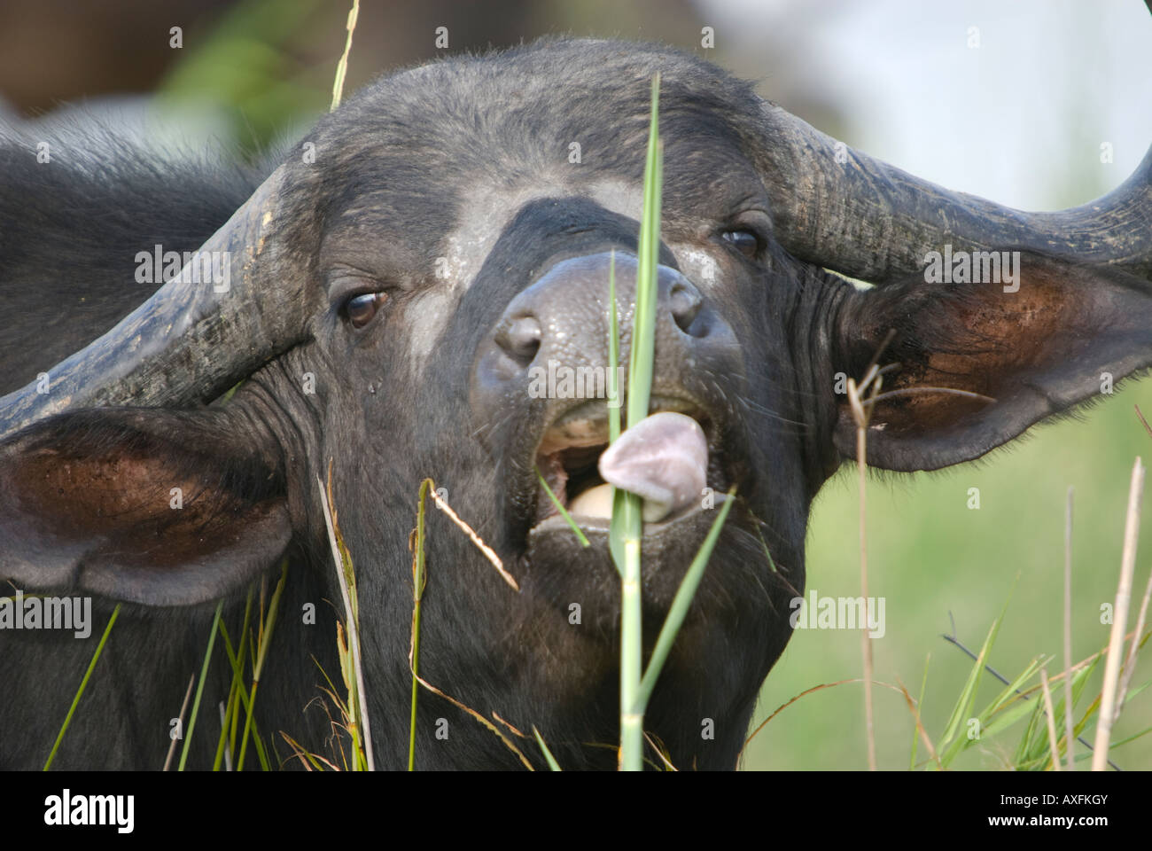 A close up of a young African buffalo eating grass Stock Photo Alamy