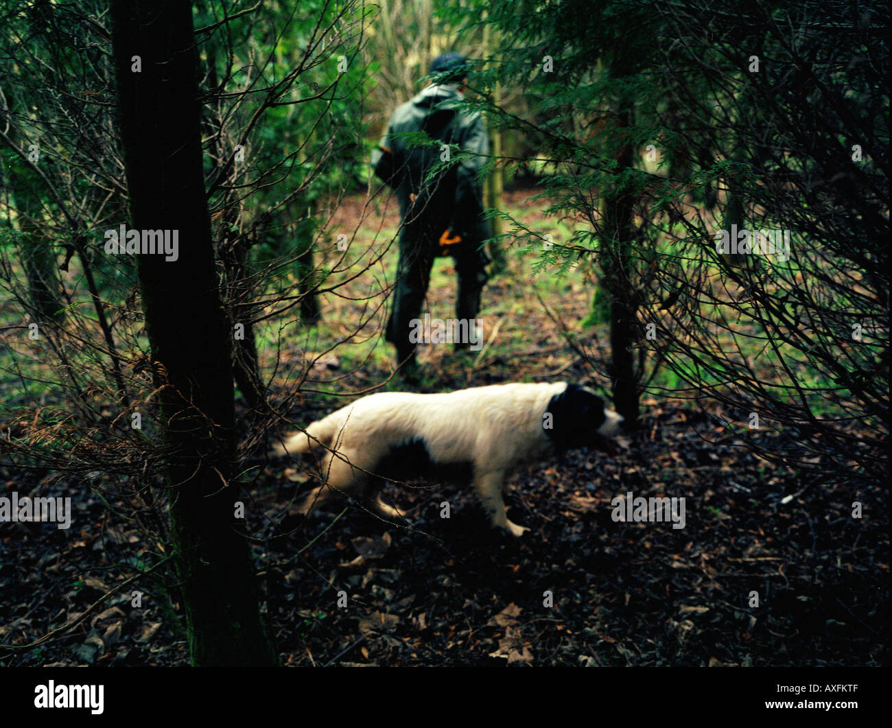 A man walks his dog through the woods Stock Photo - Alamy