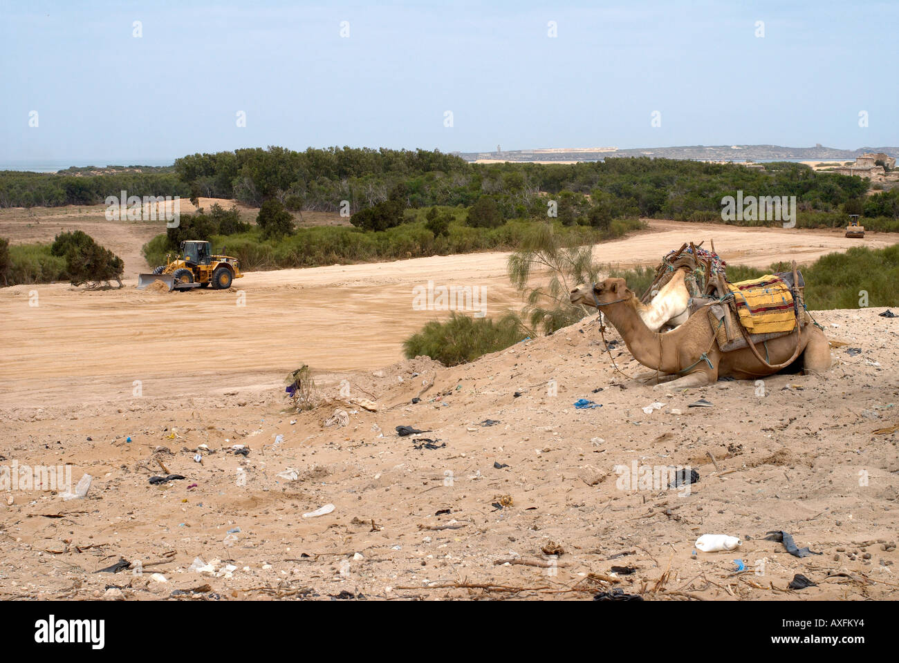 A camel surveys the relentless development of the Moroccan coastline and farmland Stock Photo