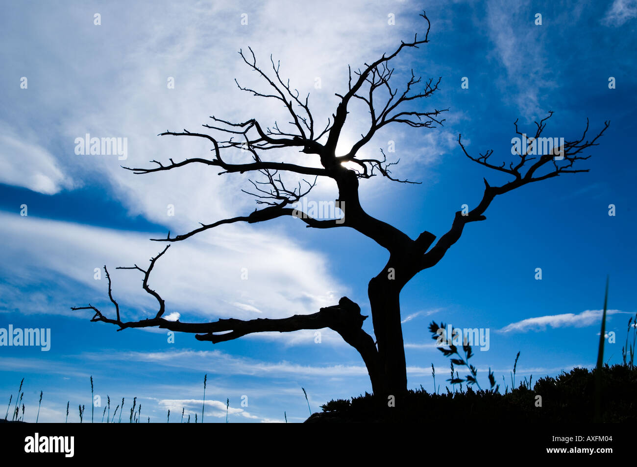 The famous centuries old Burmis Tree in Southern Alberta is one of the
