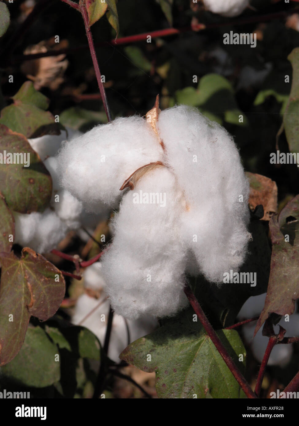 California cotton boll hires stock photography and images Alamy