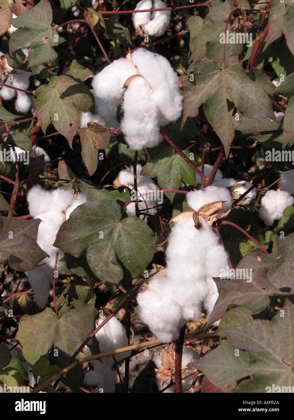 Cotton Bolls High Resolution Stock Photography and Images Alamy