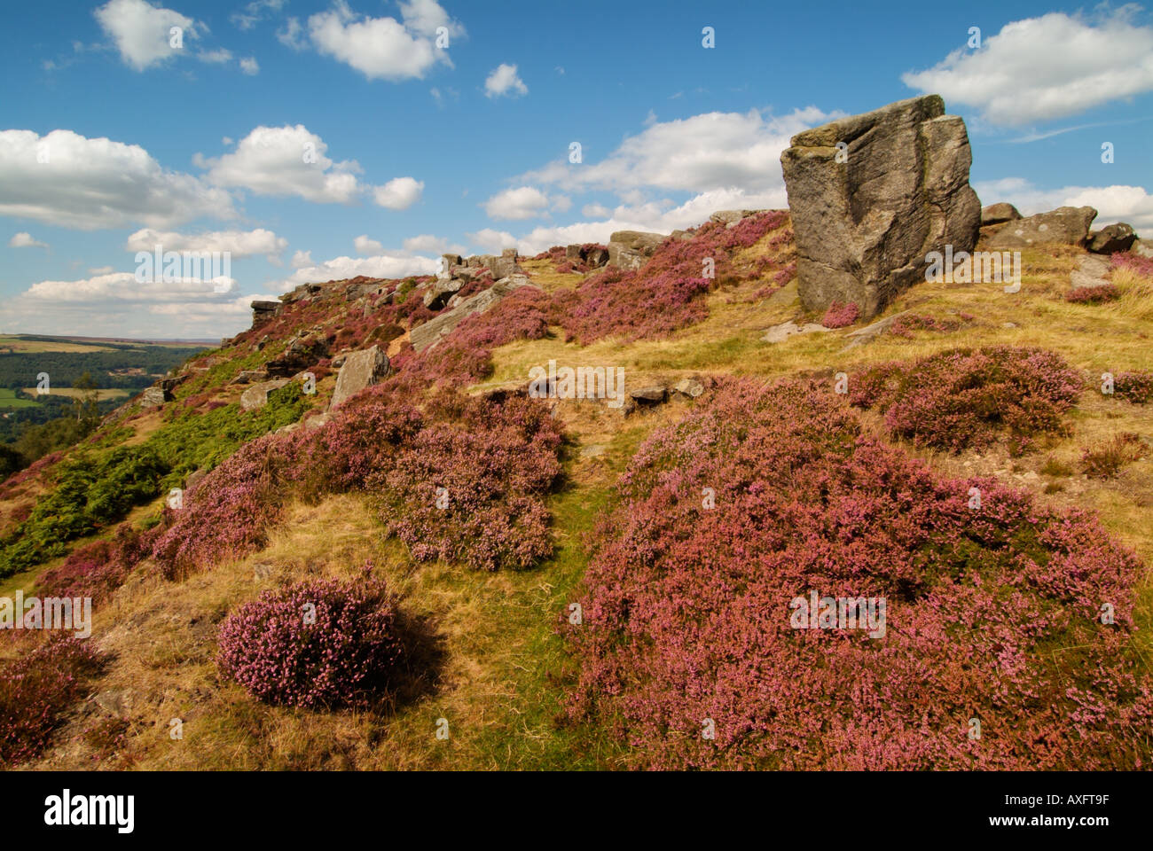 Bell Heather and Gritstone rocks on Froggatt Edge near Chesterfield ...