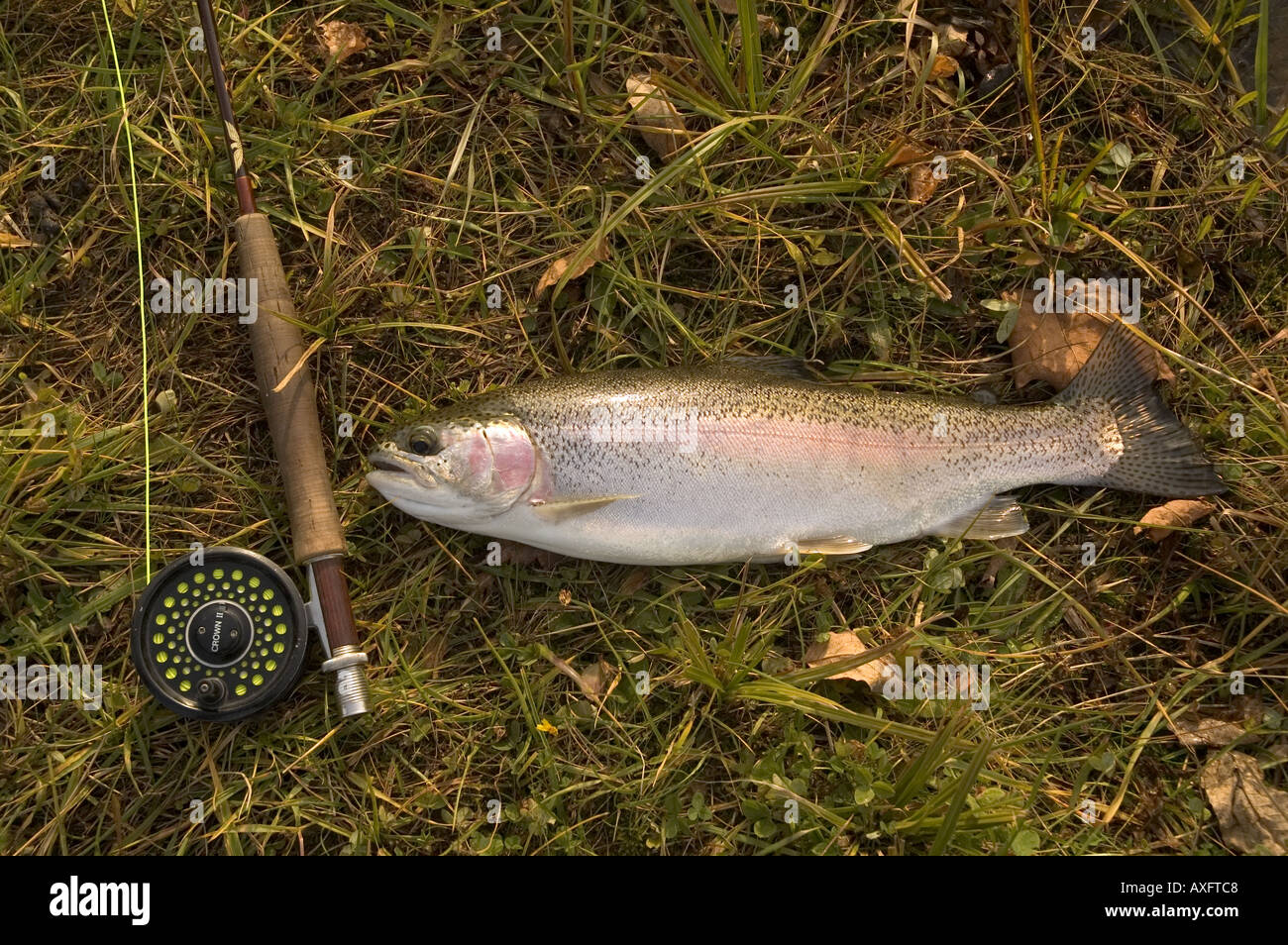 https://c8.alamy.com/comp/AXFTC8/a-rainbow-trout-lies-in-the-grass-next-to-a-fly-fishing-pole-AXFTC8.jpg