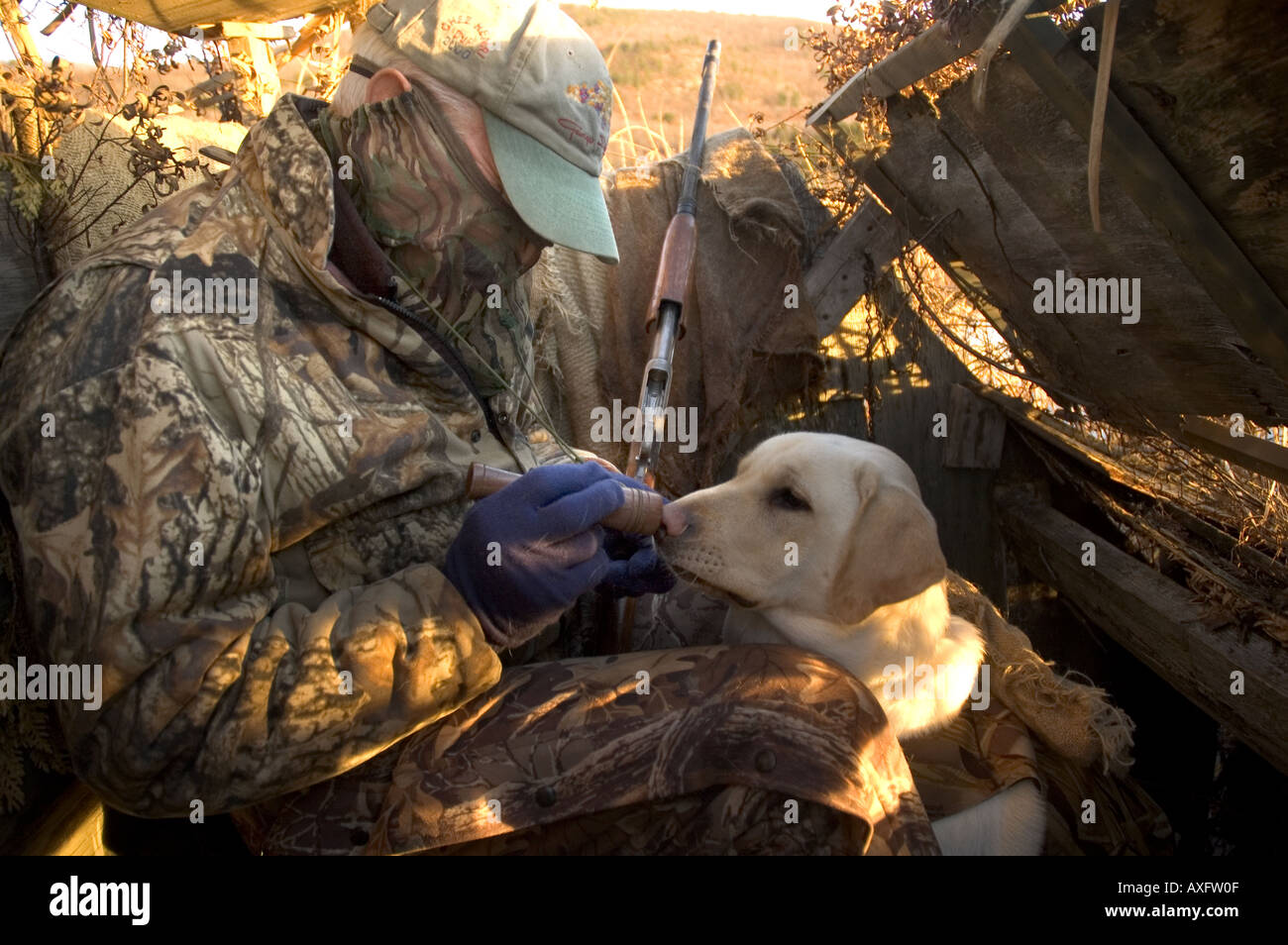 A duck hunter shos his duck call in he blind, as a Labrador retriever listens to the call, while duck hunting. Stock Photo