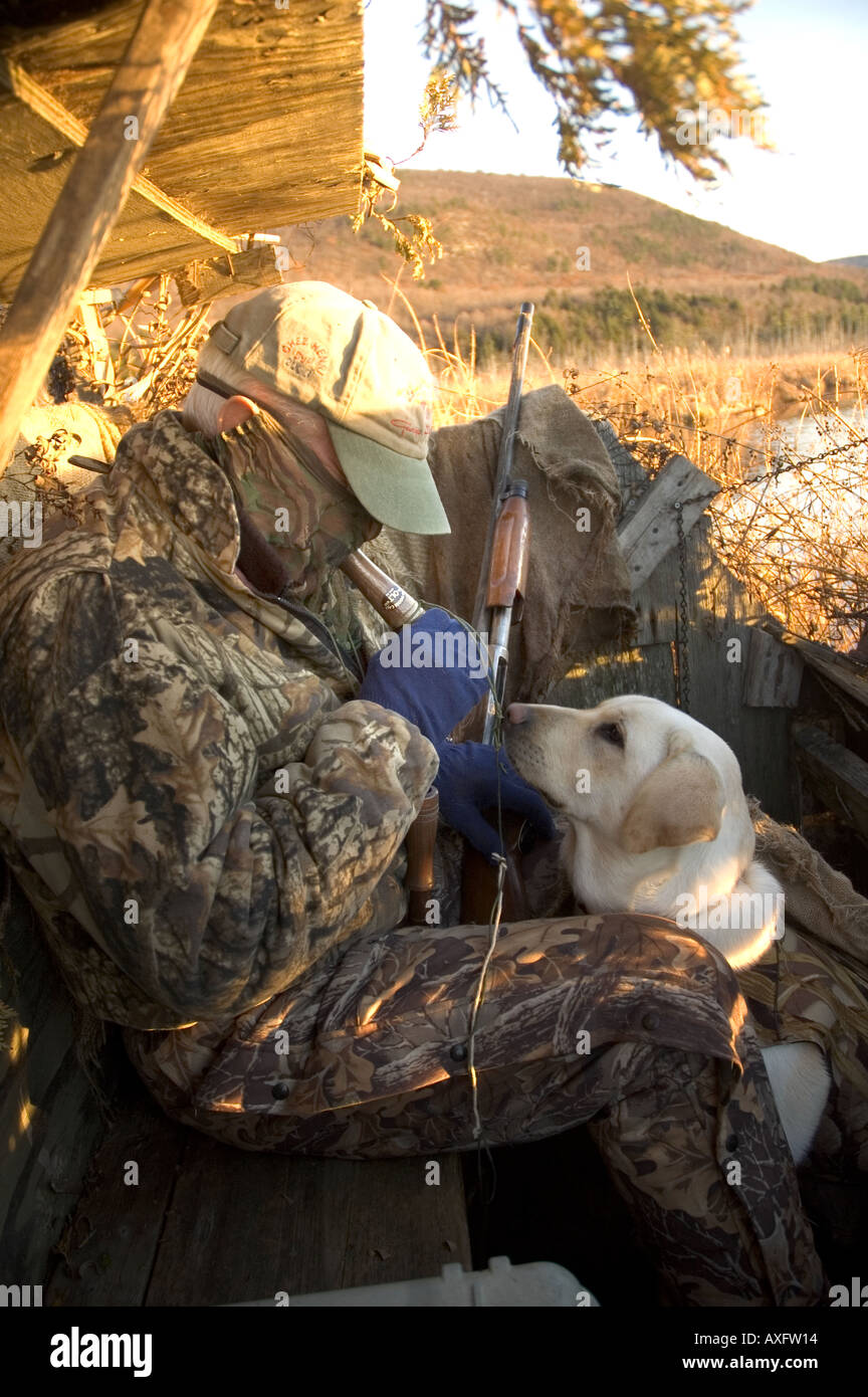 A duck hunter blows his duck call in a blind, as a Labrador retriever listens to the call, while duck hunting. Stock Photo