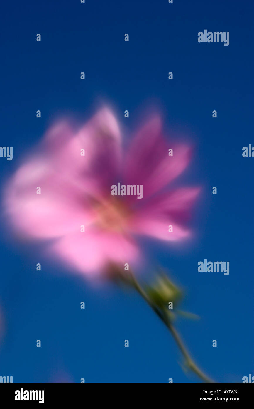 Blurred Image Of A Single Lavatera Flower Stock Photo