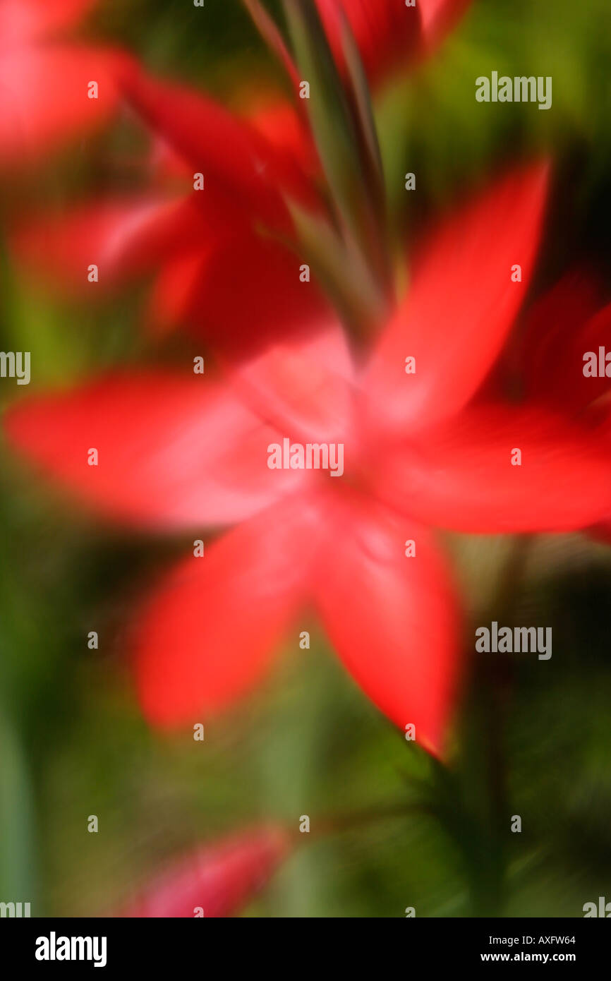 Blurred Image Of A River Lily Flower Stock Photo