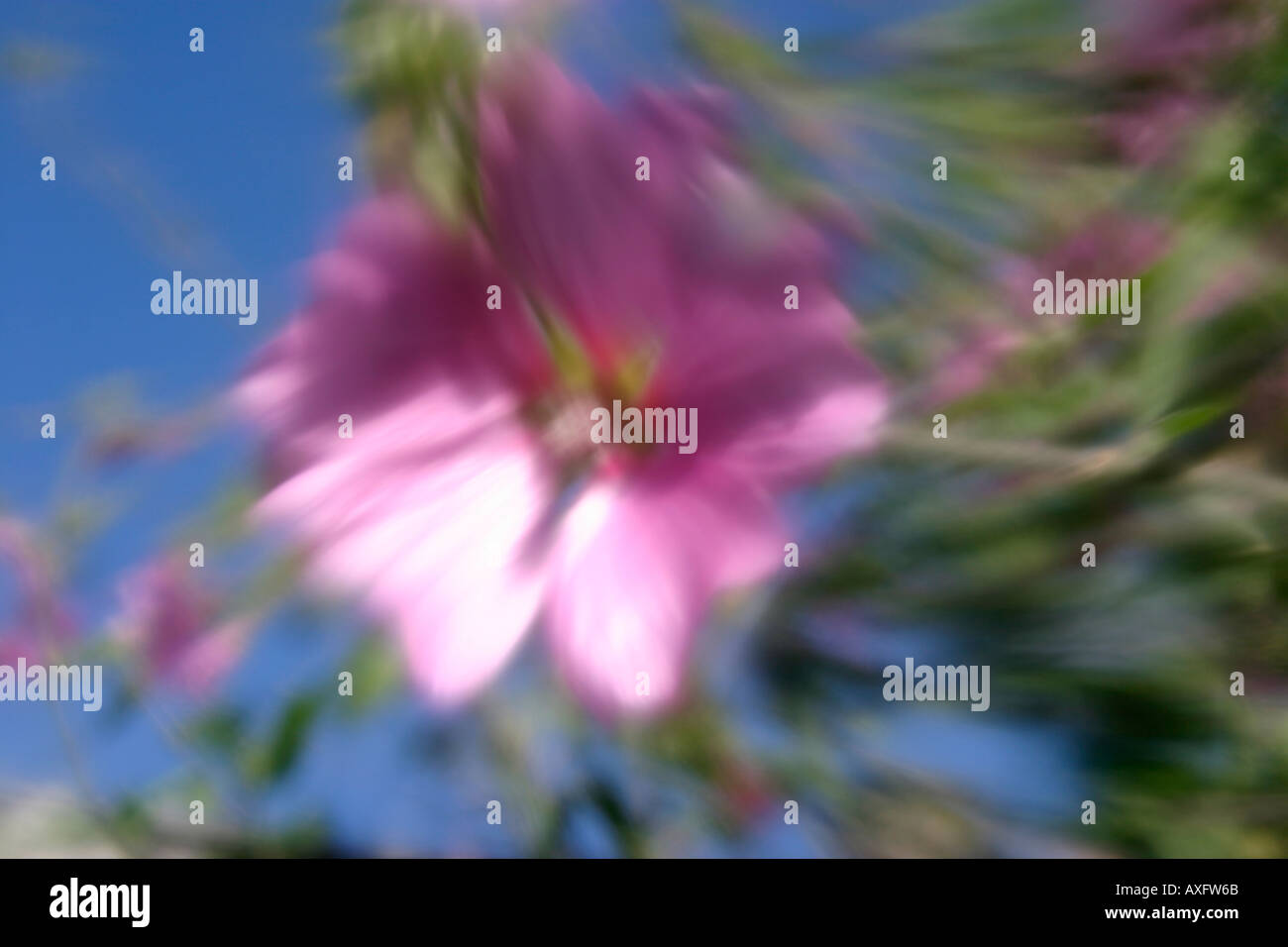 Blurred Image Of Lavatera Flowers Stock Photo