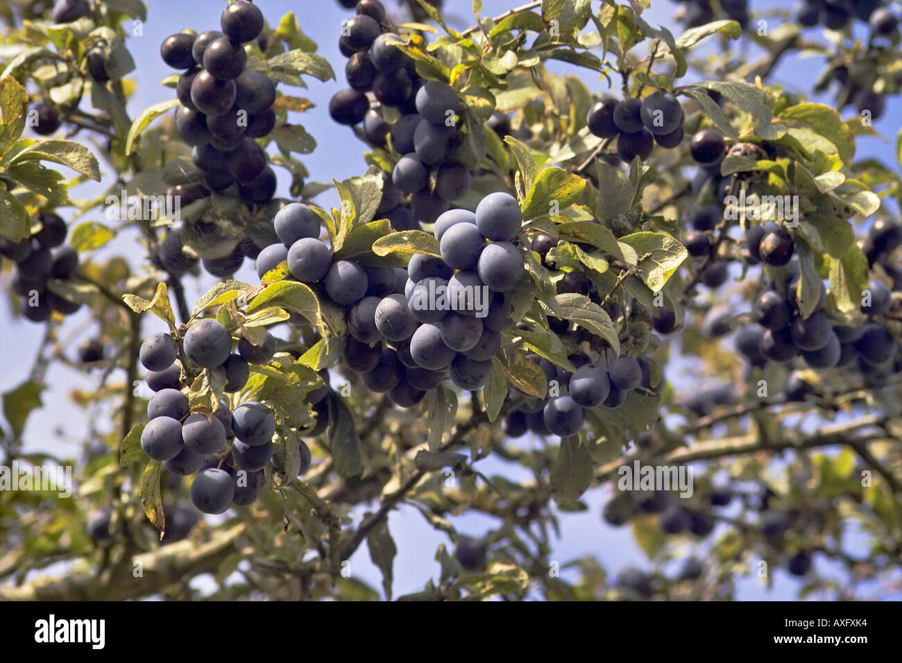 Blackthorn Sloe Prunus Spinosa Stock Photo - Alamy