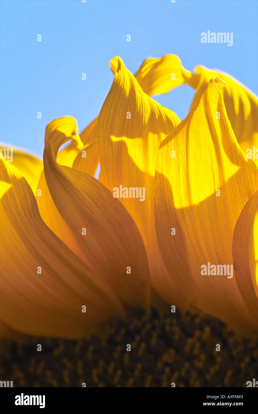 Sunflower Asteraceae Compositae Helianthus Stock Photo