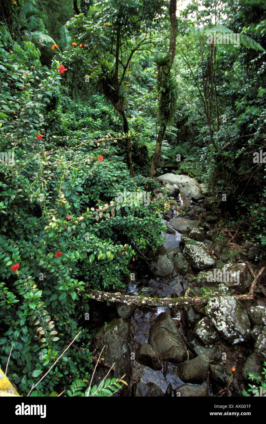 Puerto Rico rainforest Stock Photo Alamy
