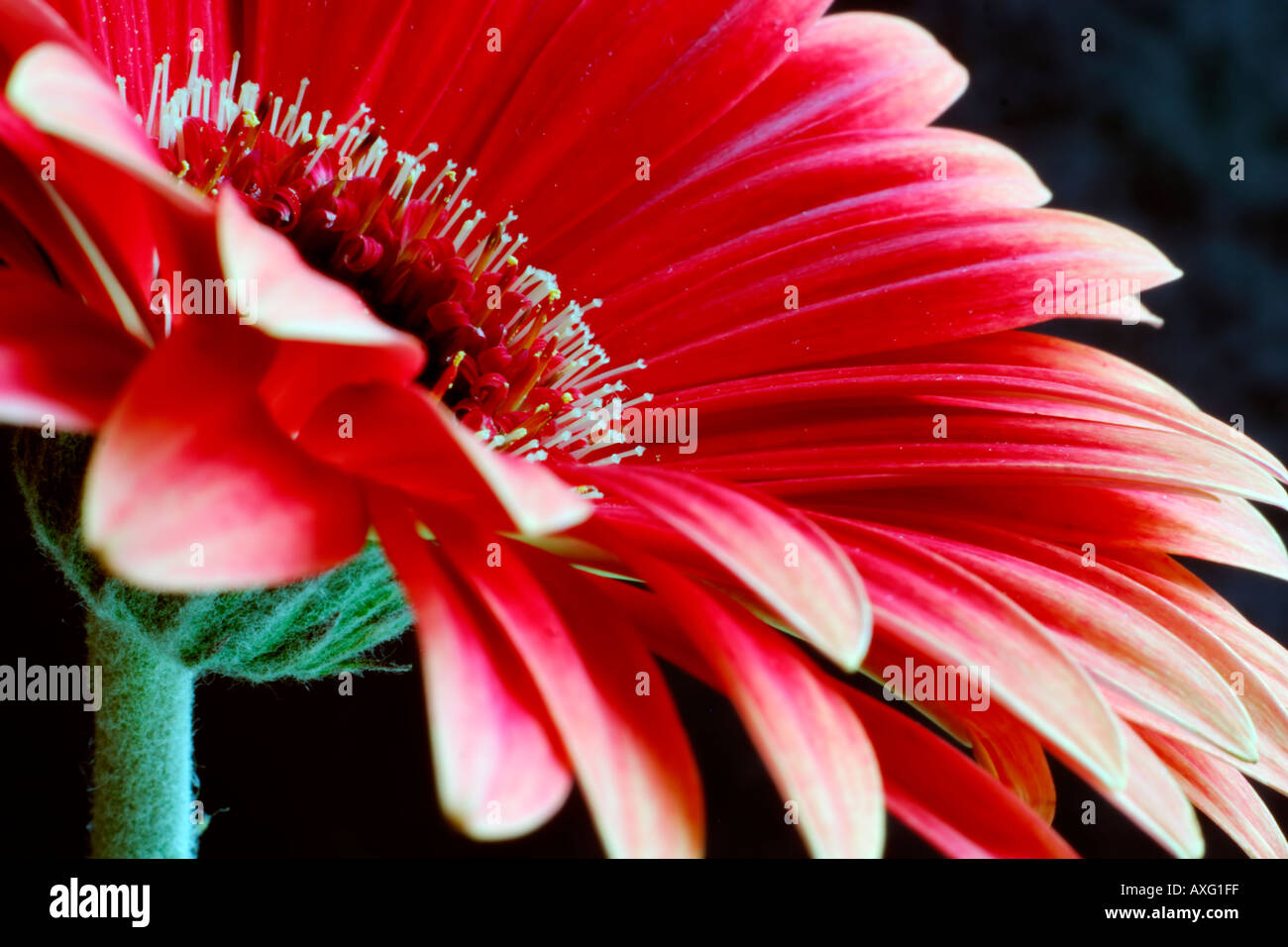 Red Daisy Gerbera set against a dark background Stock Photo