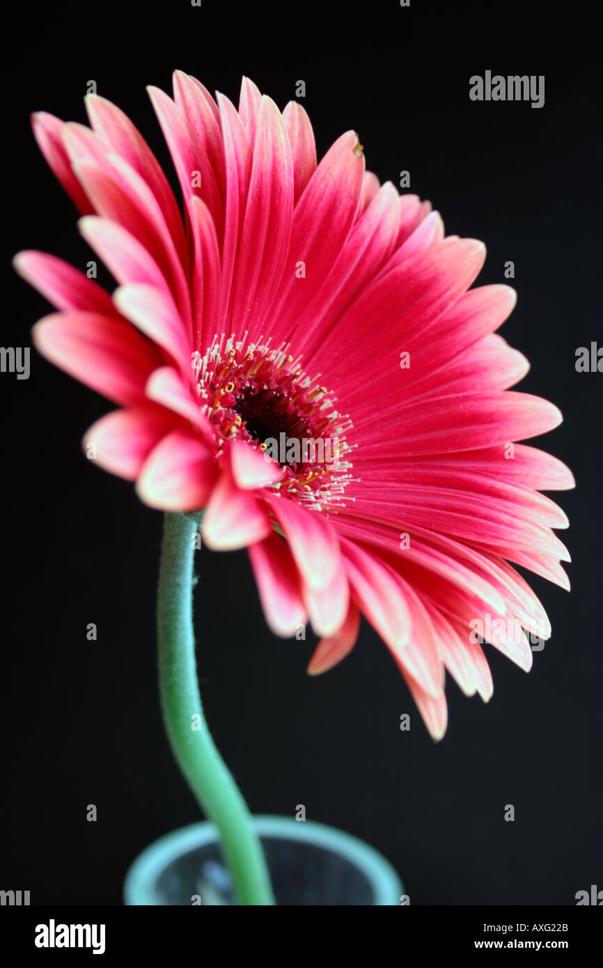 Red Daisy Gerbera set against a dark background Stock Photo