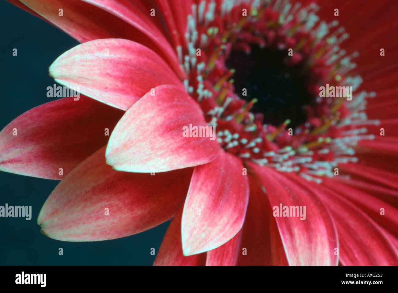 Red Daisy Gerbera set against a dark background Stock Photo