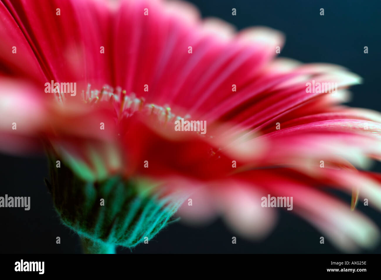 Red Daisy Gerbera set against a dark background Stock Photo