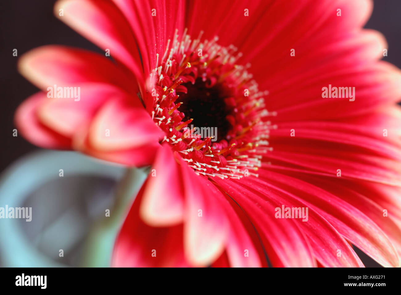 Red Daisy Gerbera set against a dark background Stock Photo