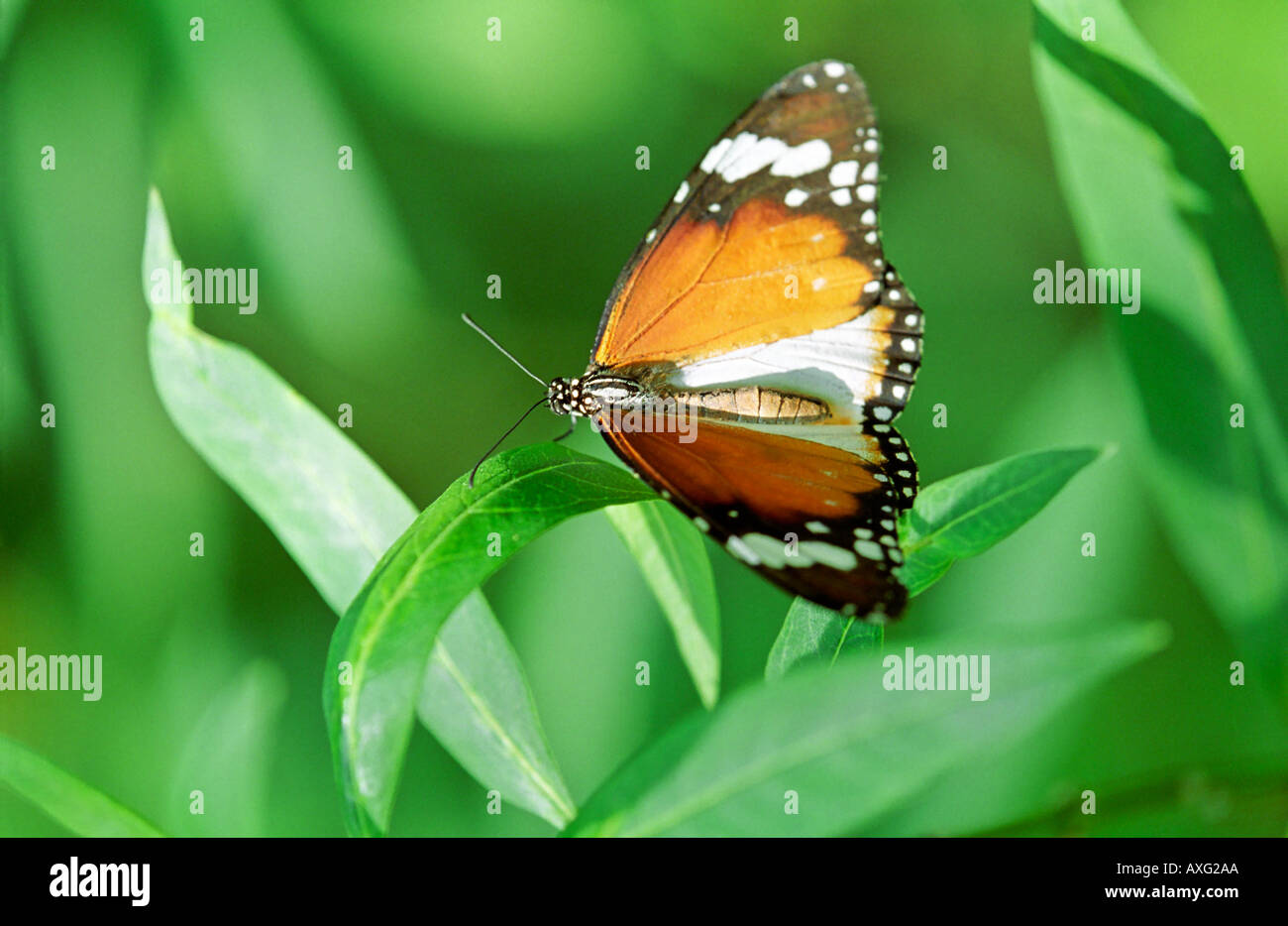 Plain Tiger Butterfly on leaf Kuala Lumpur Butterfly Park Malaysia South East Asia Stock Photo