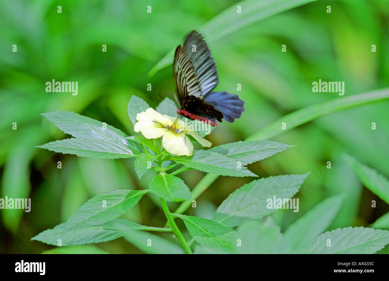 blue and red butterfly fluttering on a yellow flower in tropical foliage Stock Photo