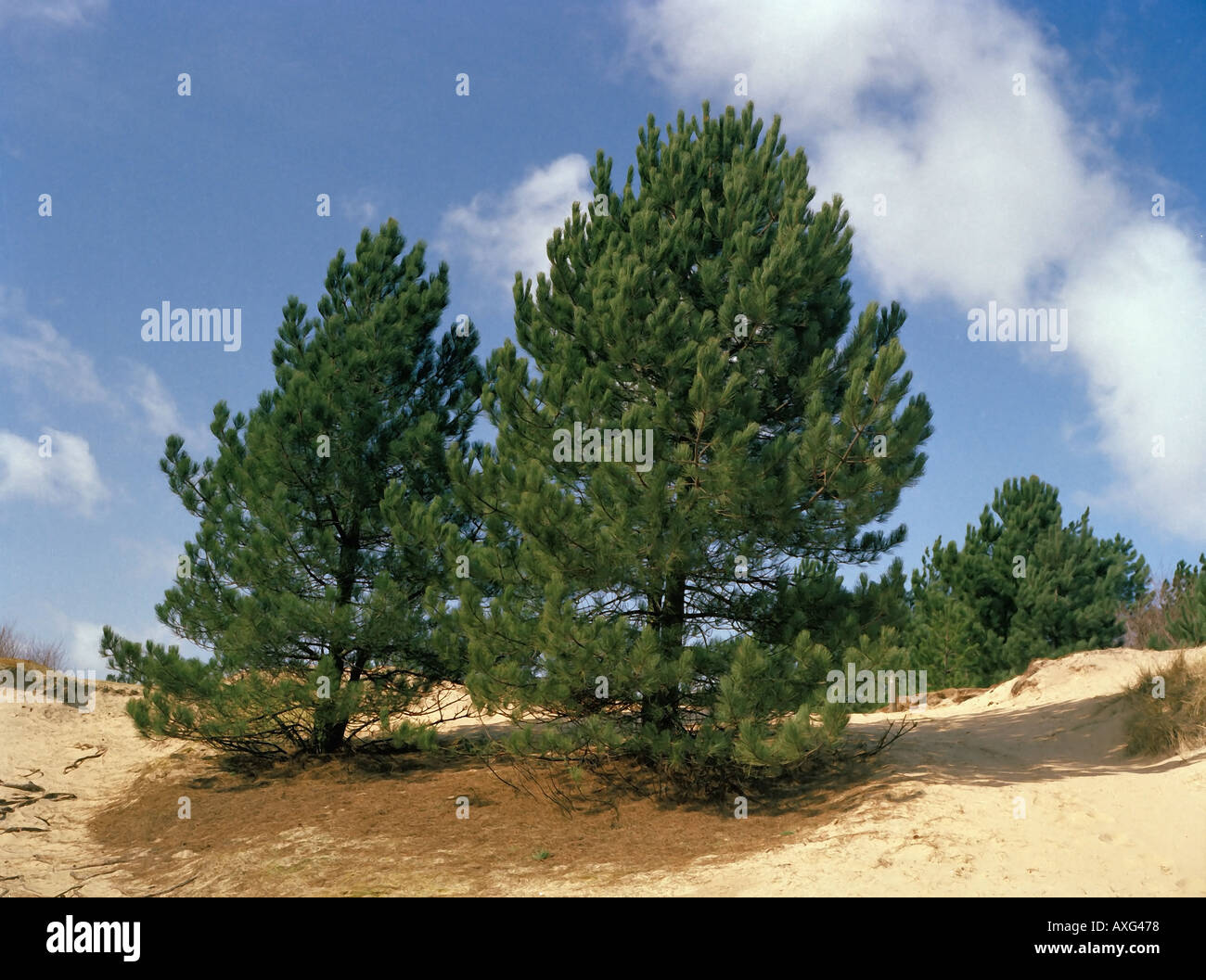 Ainsdale sand dunes national nature reserve Formby Lancashire Stock Photo