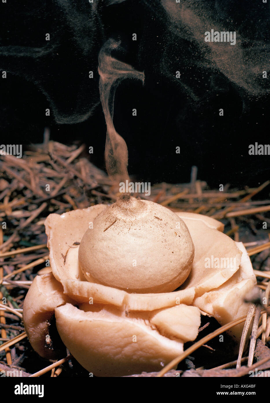 Earth Star Geastrum triplex Stock Photo