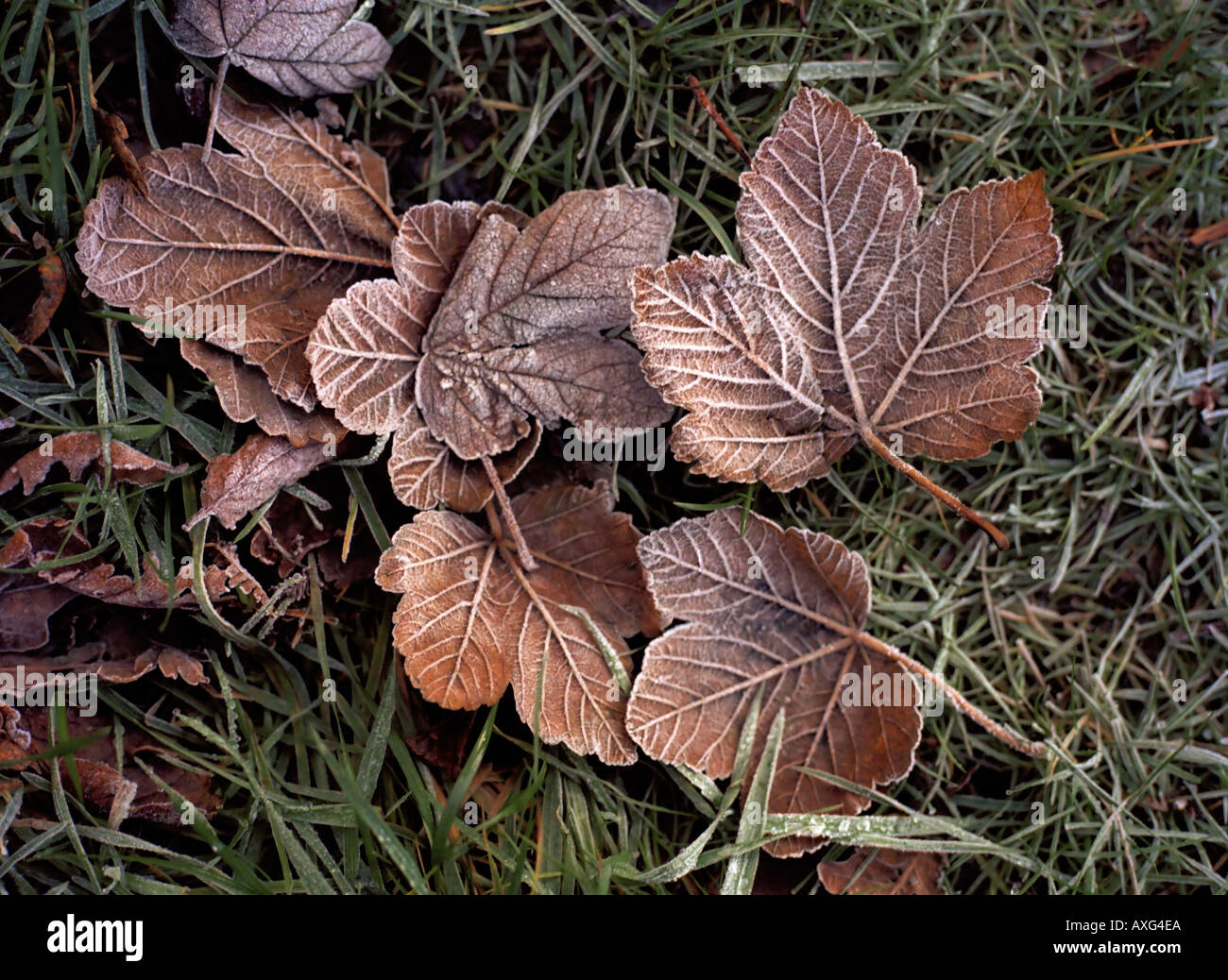 Frosty morning leaves patterns Stock Photo