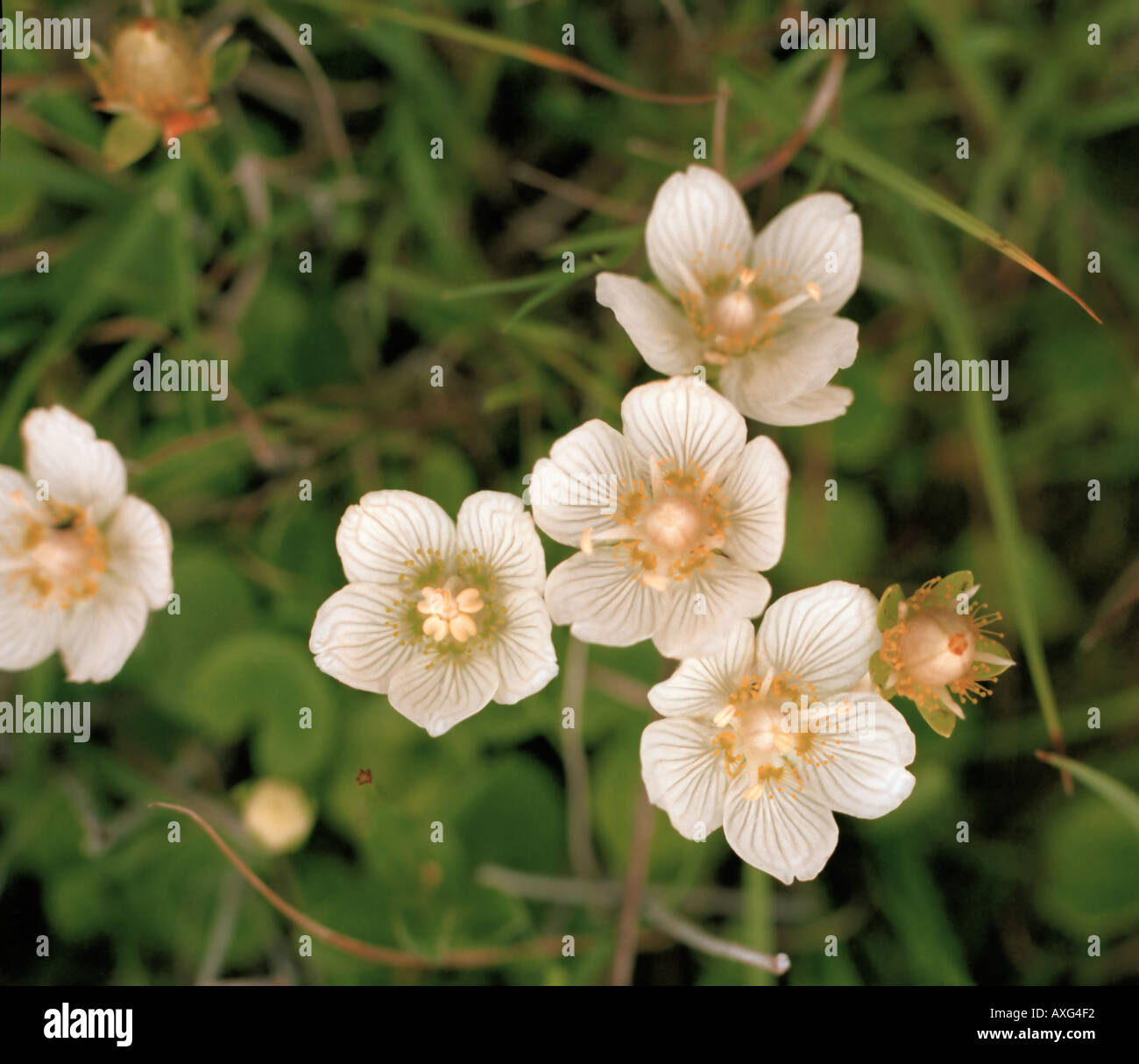 Grass of Parnassus Parnassia asarifolia also known as Kidneyleaf Grass ...