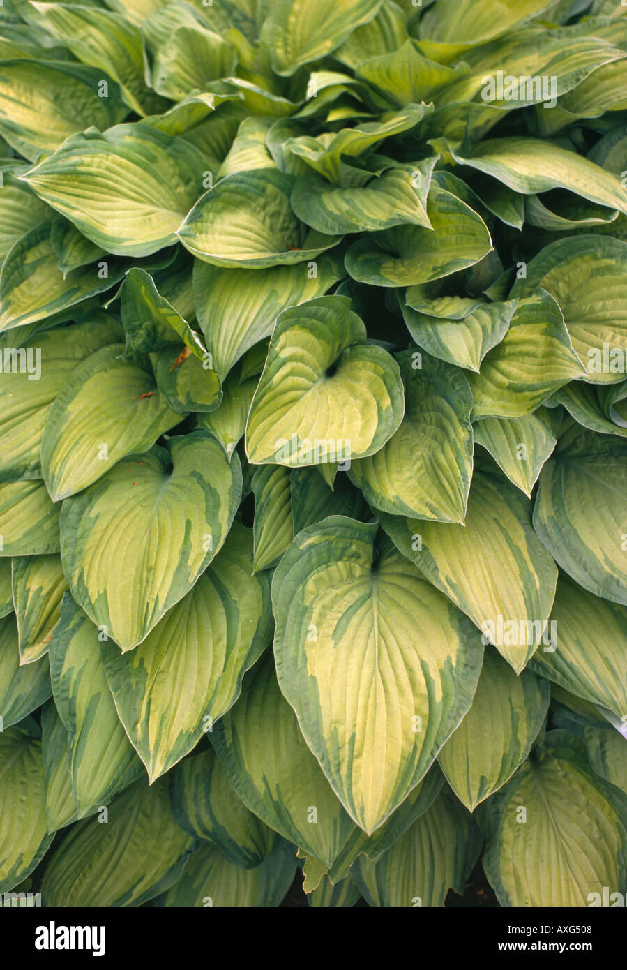 Hosta plantain lily Stock Photo