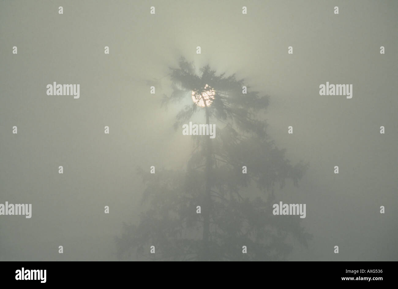 Early morning mist Stock Photo