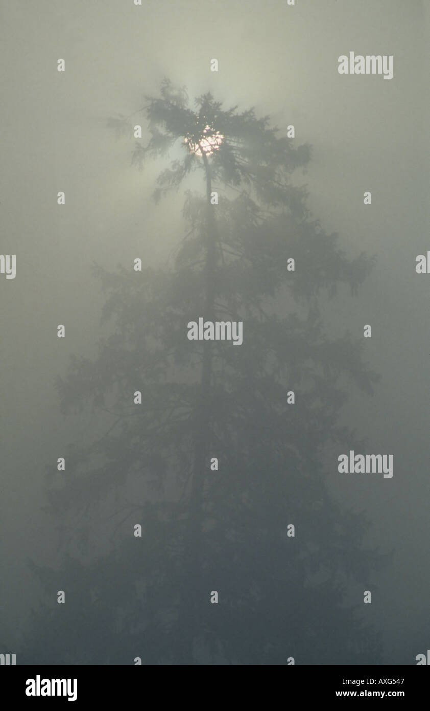 Early morning mist Stock Photo