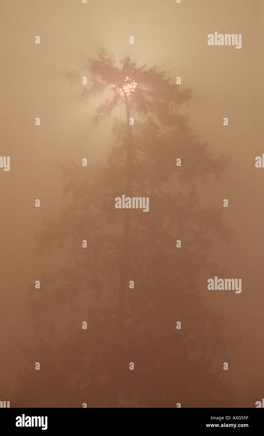 Early morning mist Stock Photo