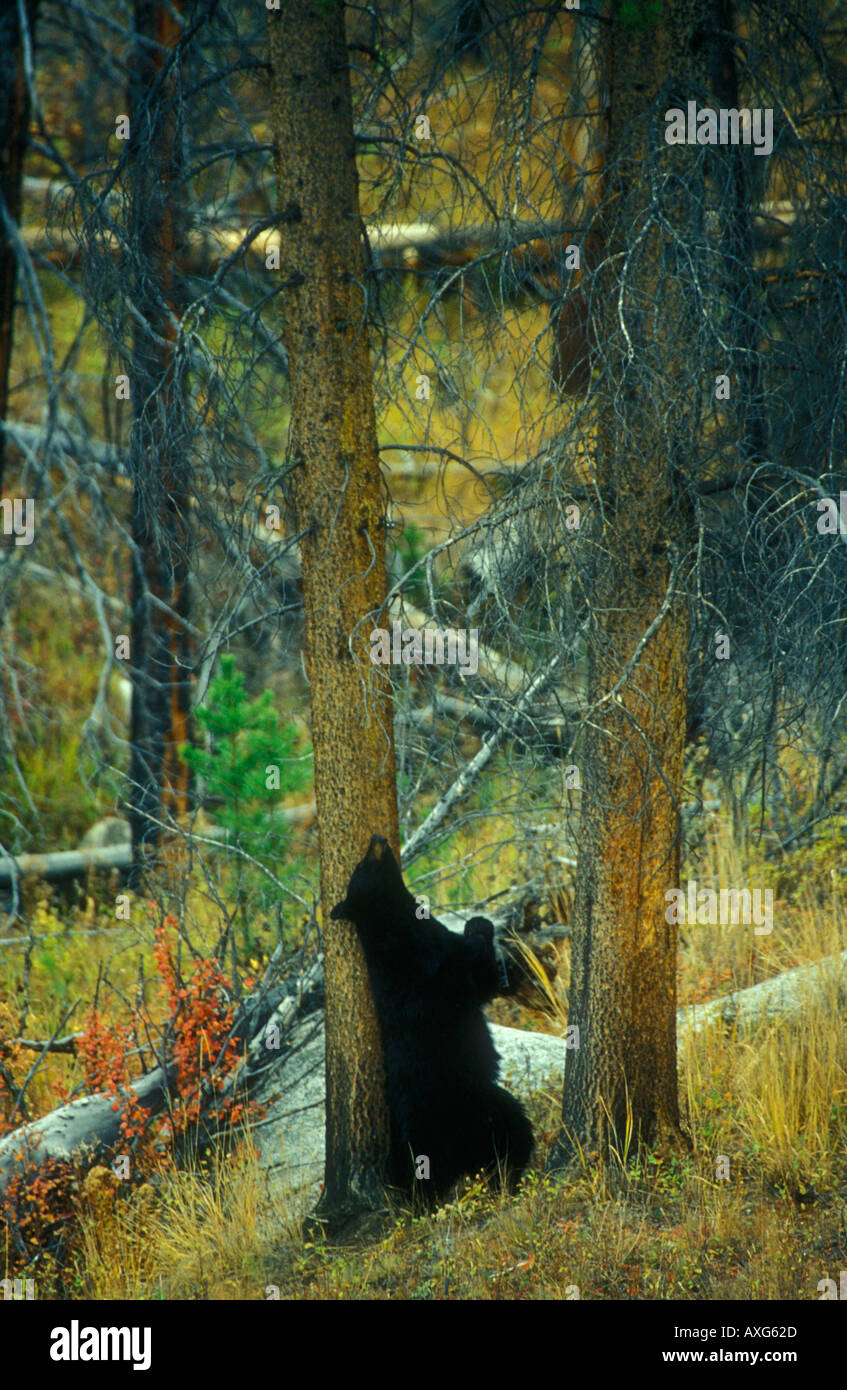 Bear scratching on tree hires stock photography and images Alamy