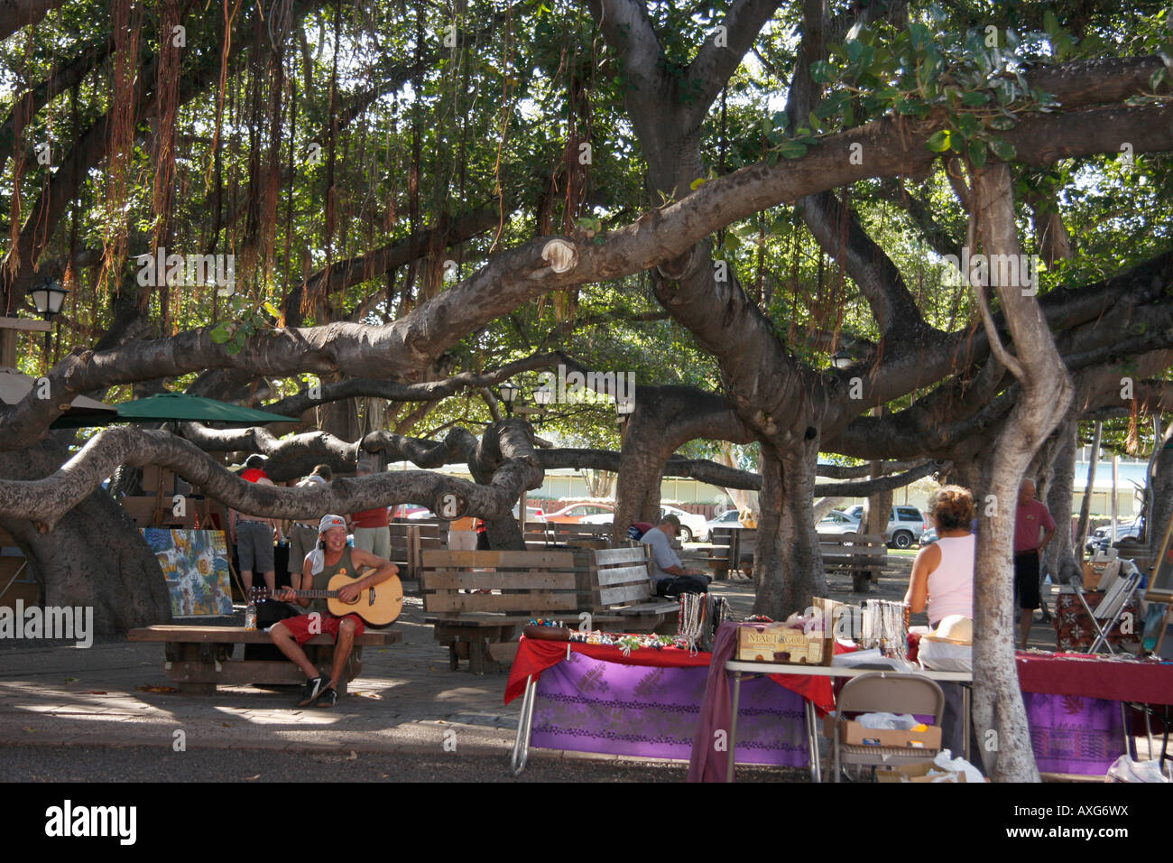 LOCAL ART MARKET UNDER THE LARGEST BANYAN TREES IN THE WORLD WHICH IS IN MAUI, HAWAII. IT IS THE SIZE OF A CITY BLOCK Stock Photo