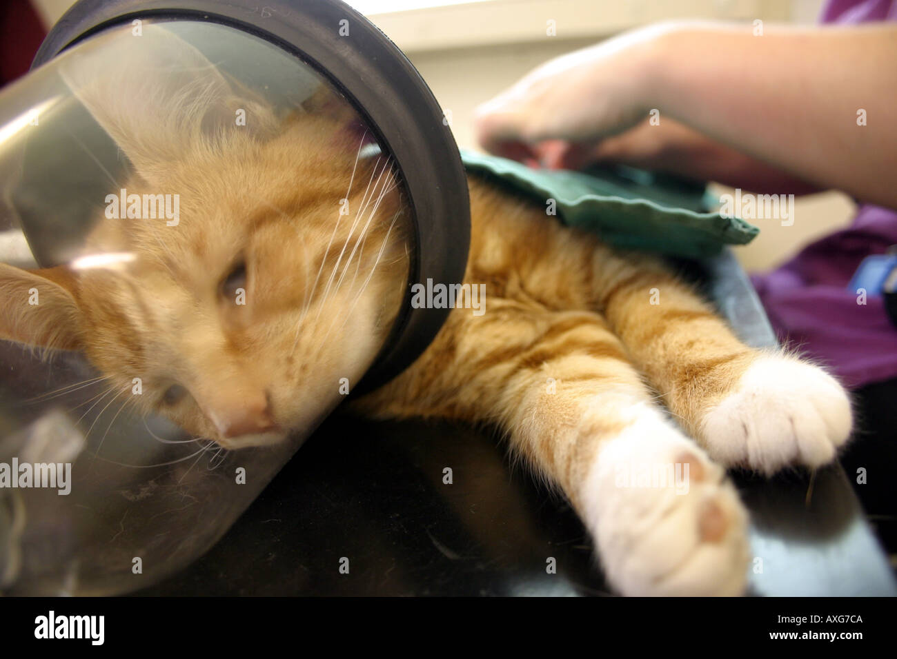 Cat being operated on in English vetenary surgery Stock Photo