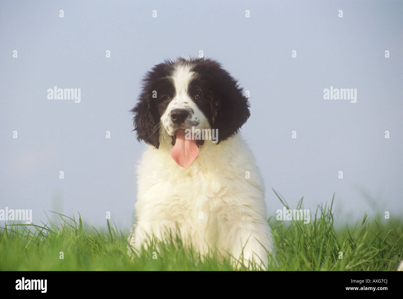 Landseer High Resolution Stock Photography and Images - Alamy
