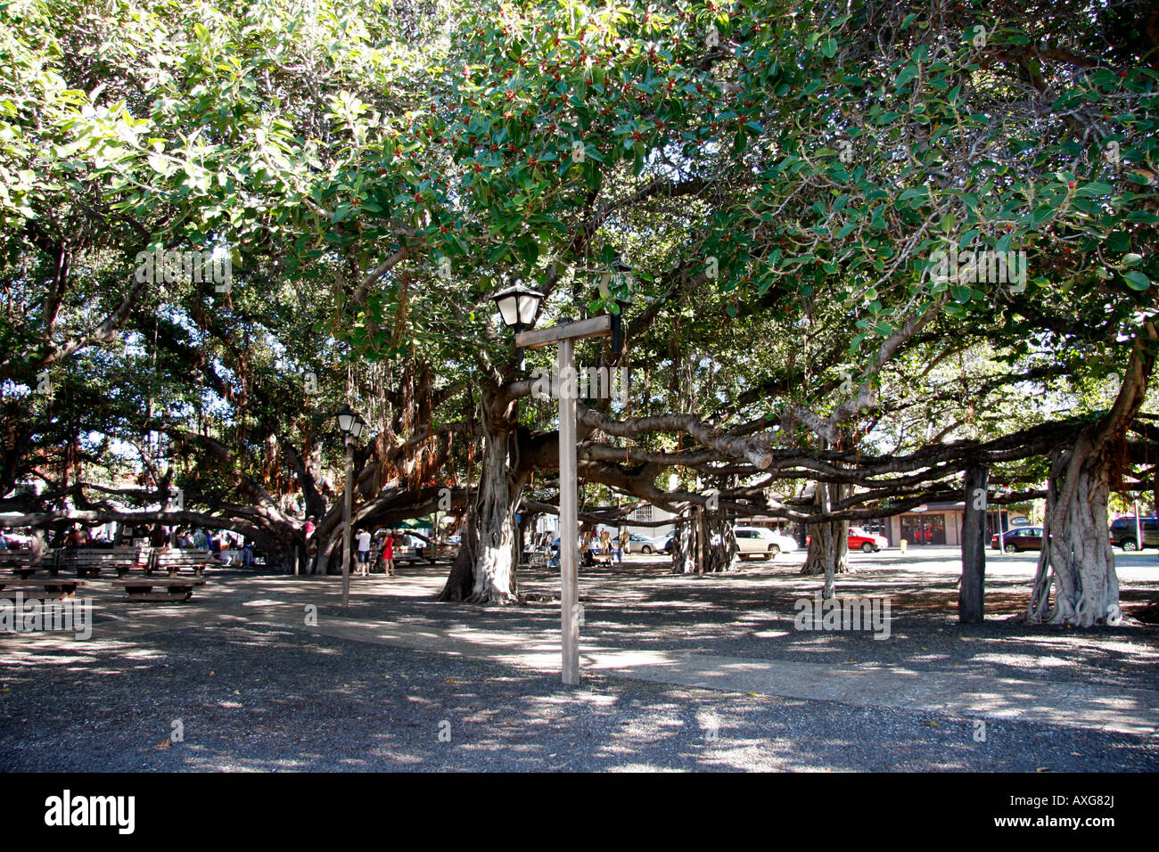 THE LARGEST BANYAN TREES IN THE WORLD WHICH IS IN MAUI, HAWAII. IT IS