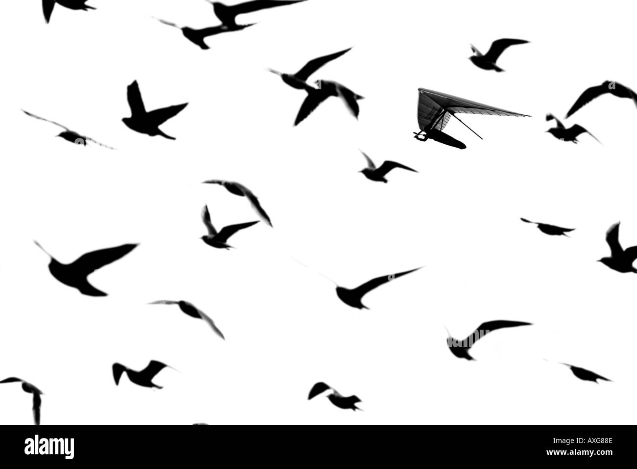 silhouette of a flock of seagulls and one hang glider flying against white background Stock Photo